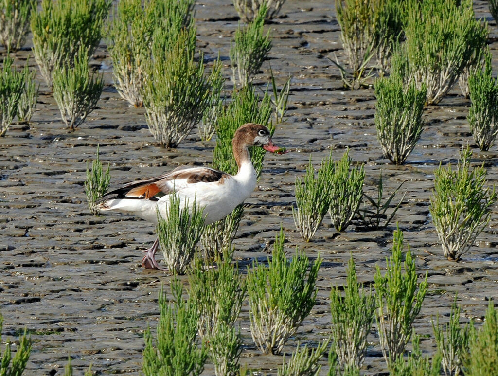 Common Shelduck