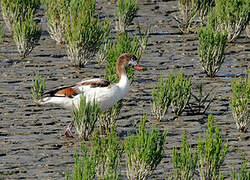 Common Shelduck