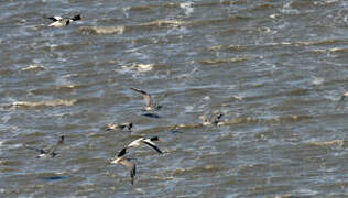 Common Shelduck