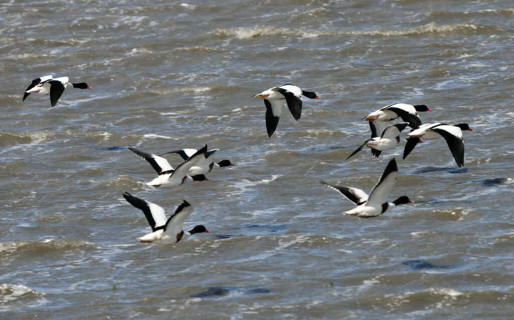 Common Shelduck