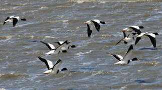 Common Shelduck