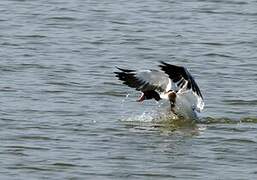 Common Shelduck