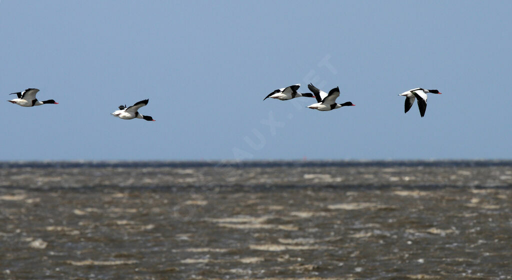 Common Shelduck