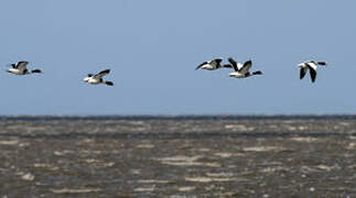 Common Shelduck