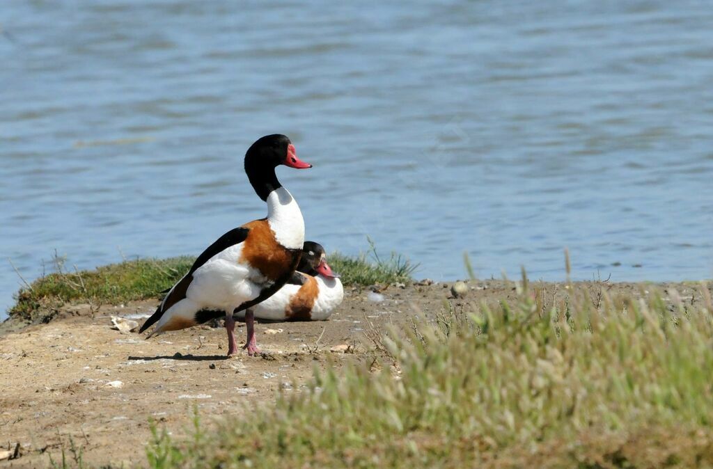 Common Shelduck adult breeding