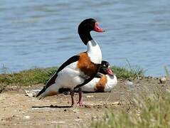 Common Shelduck