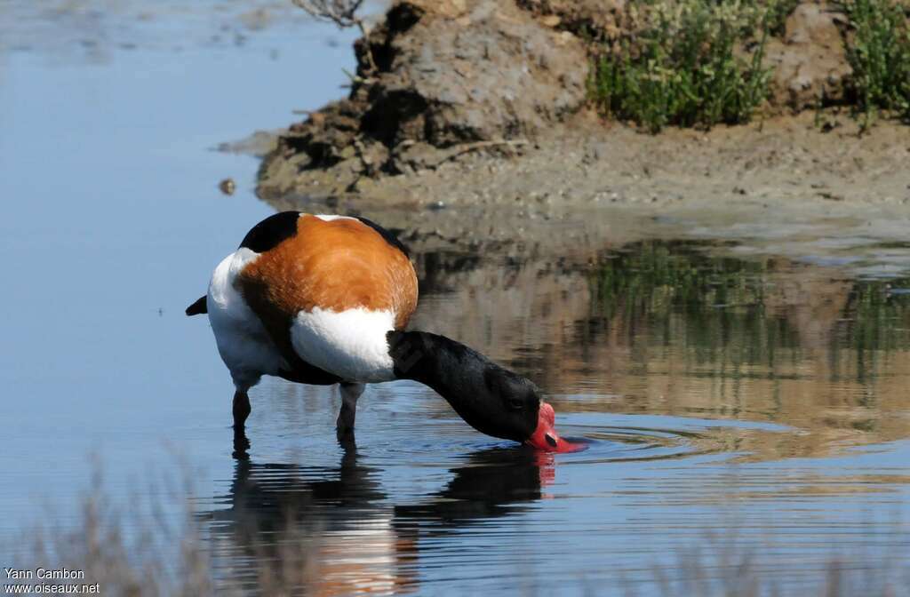 Common Shelduck male adult breeding, fishing/hunting