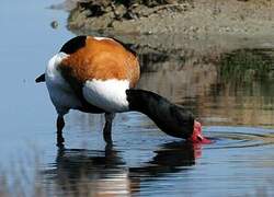 Common Shelduck