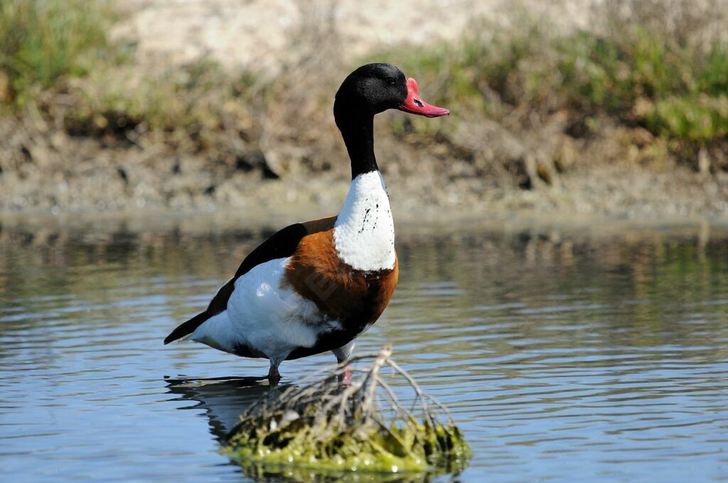 Common Shelduck male adult breeding