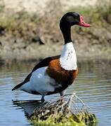 Common Shelduck