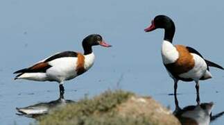 Common Shelduck