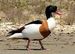 Common Shelduck