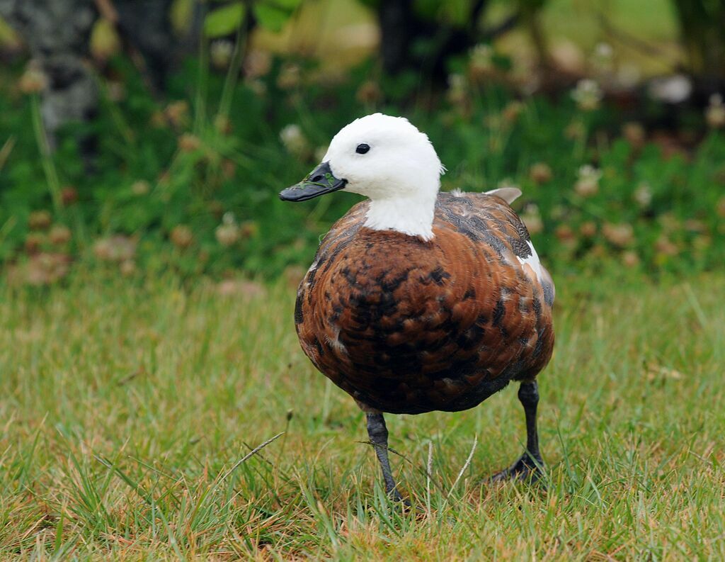 Paradise Shelduck