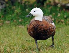 Paradise Shelduck