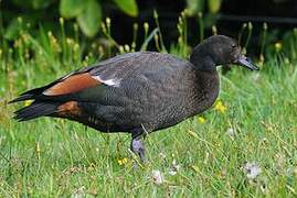 Paradise Shelduck