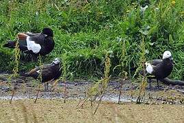 Paradise Shelduck