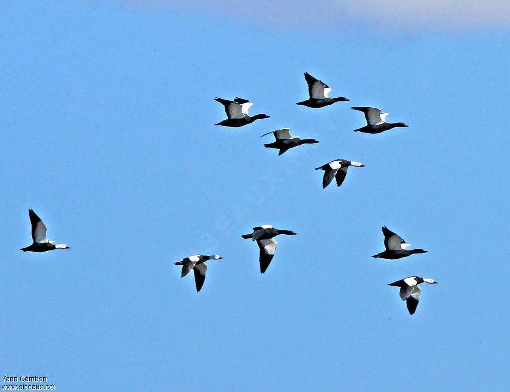 Paradise Shelduck, Flight