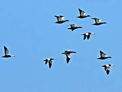 Paradise Shelduck