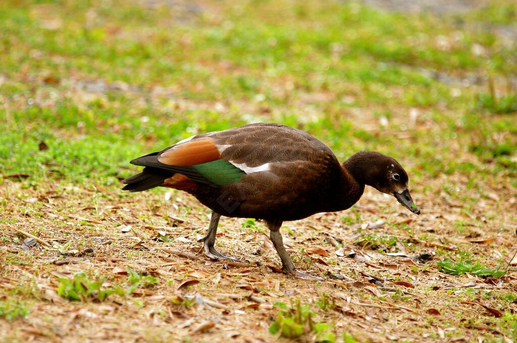 Paradise Shelduck