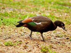 Paradise Shelduck