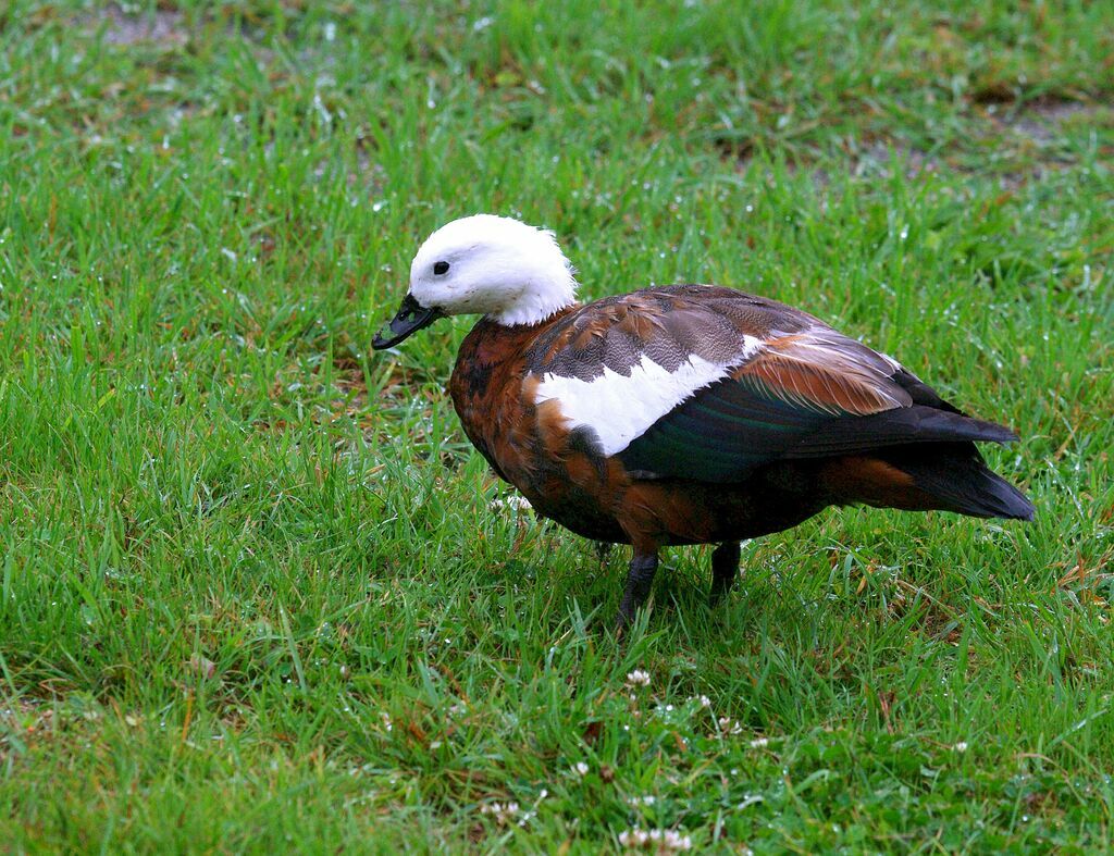 Paradise Shelduck