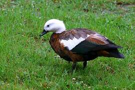 Paradise Shelduck