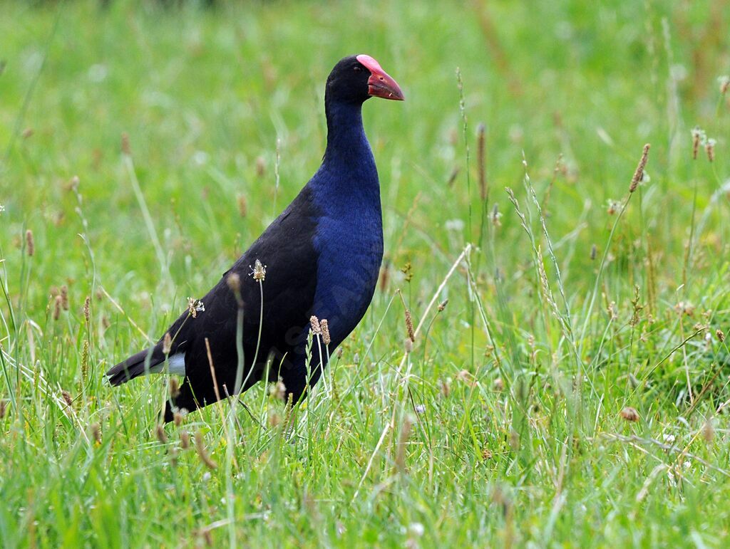 Australasian Swamphen