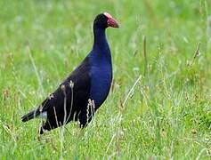 Australasian Swamphen