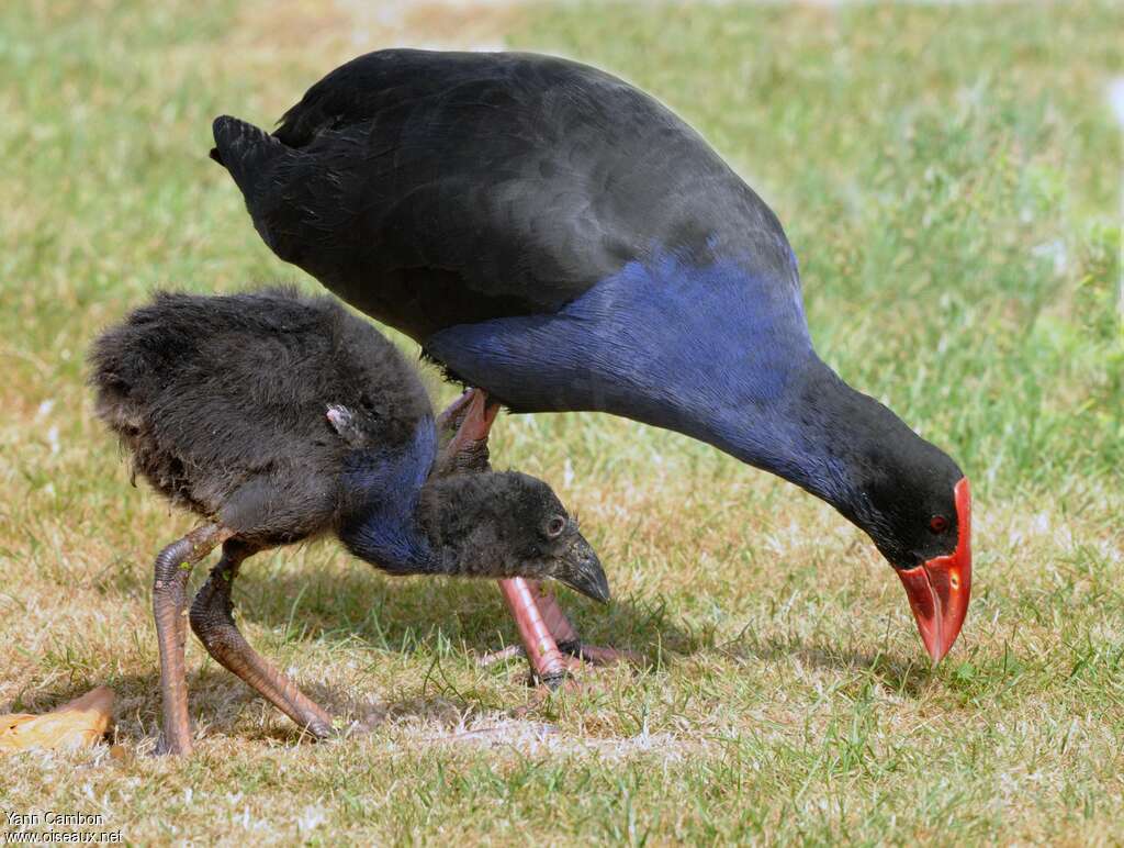 Australasian Swamphen, Reproduction-nesting, Behaviour