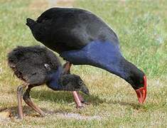 Australasian Swamphen