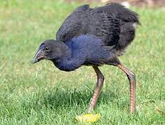 Australasian Swamphen