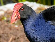 Australasian Swamphen