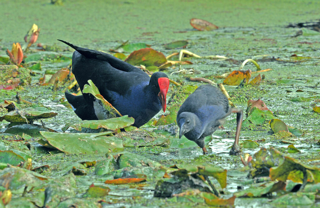 Australasian Swamphen