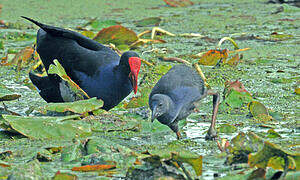 Australasian Swamphen