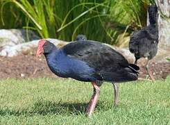 Australasian Swamphen