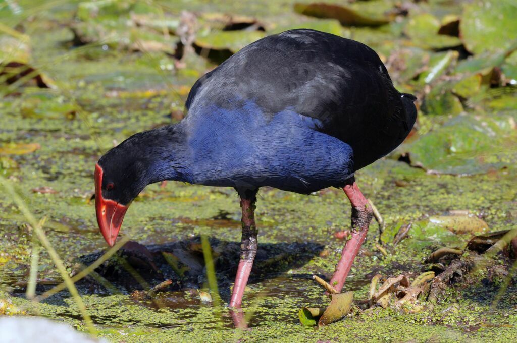 Australasian Swamphen