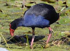 Australasian Swamphen