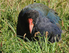 South Island Takahe