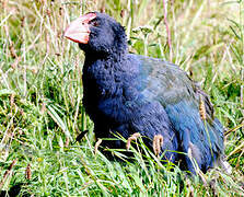 South Island Takahe