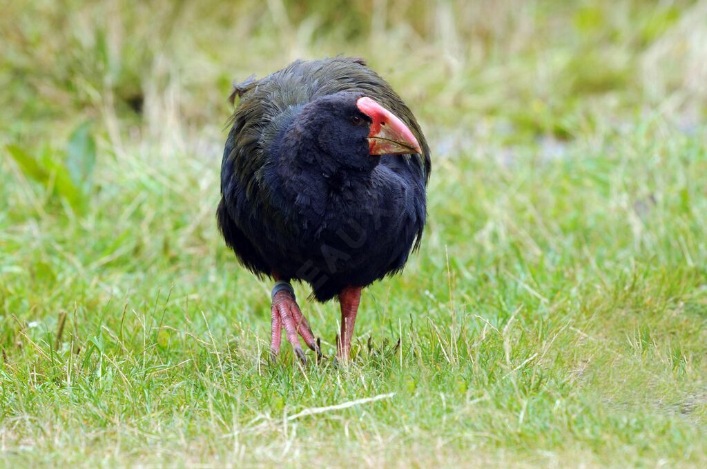 South Island Takahe