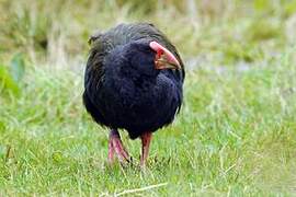 South Island Takahe