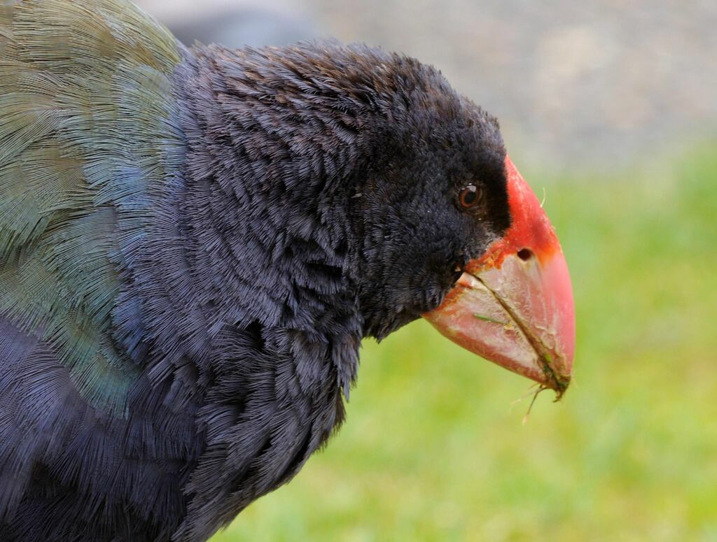 South Island Takahe