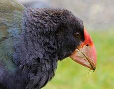 South Island Takahe