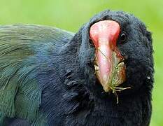 South Island Takahe