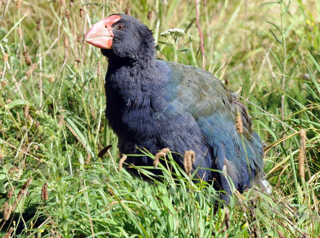 South Island Takahe