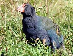 South Island Takahe