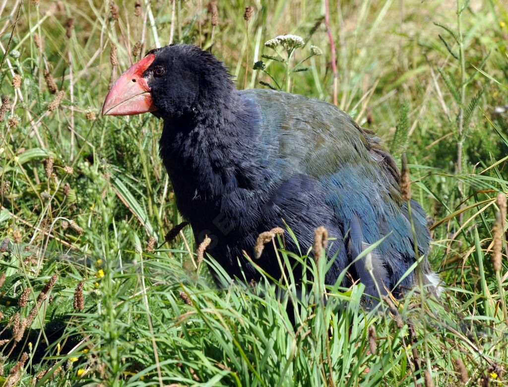 South Island Takahe