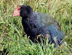 South Island Takahe