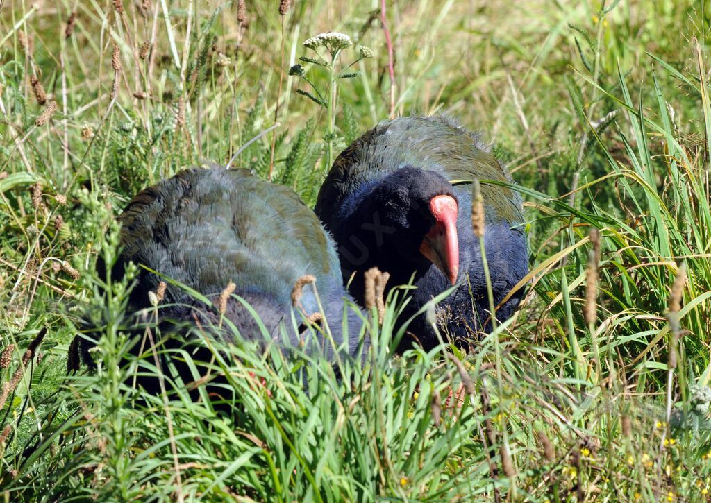 South Island Takahe