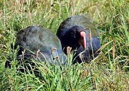 South Island Takahe